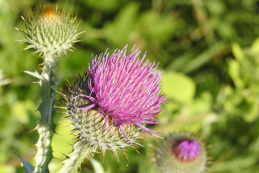 diestel, thistle flower, prickly, thistle bud, flowering plant HD wallpaper
