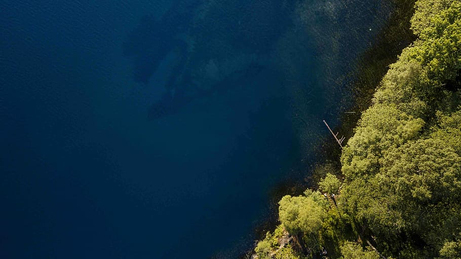 green leafed trees near body of water, aerial photography of forest HD wallpaper
