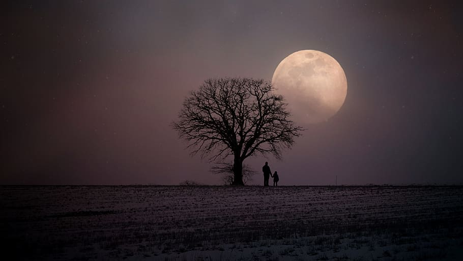 father and child standing beside baretree looking moon, winter HD wallpaper