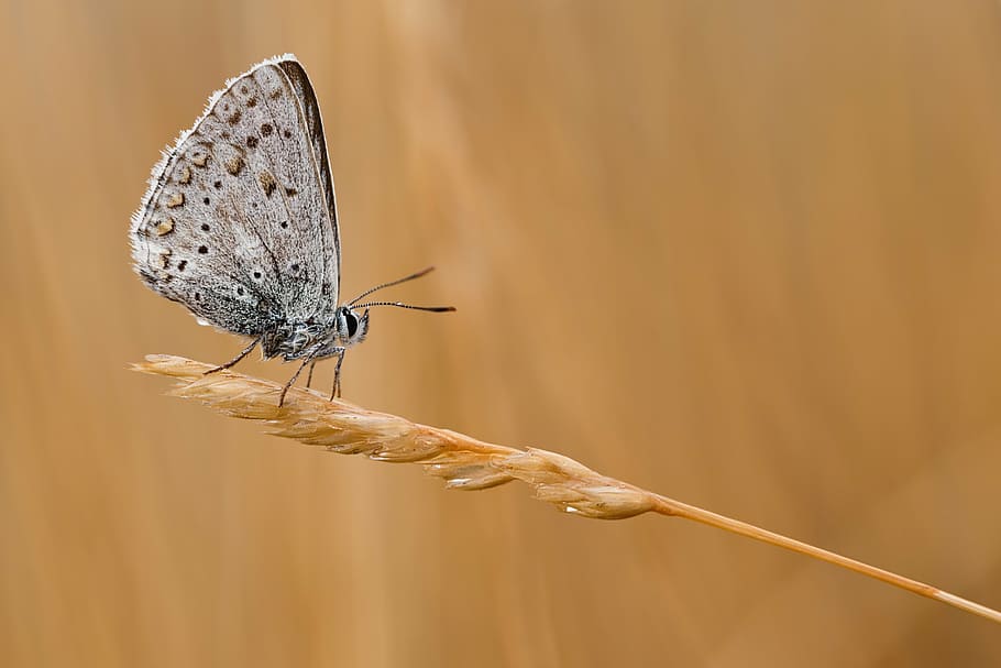 gray butterfly perching on brown plant in close-up photography HD wallpaper