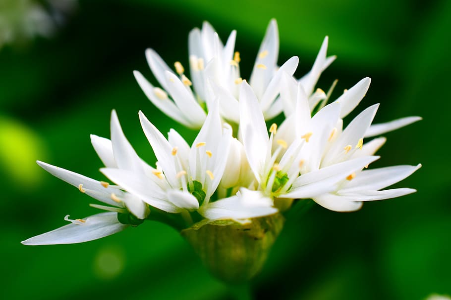 bear's garlic, spring, forest, white, flower, flowering plant HD wallpaper