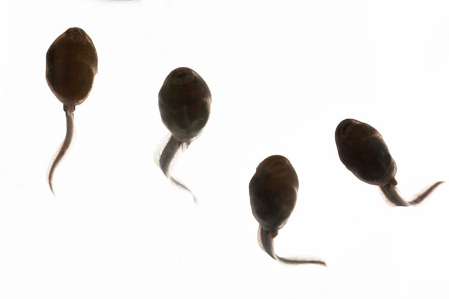 Tadpoles, Evolution, Water, Nature, waters, swim, lake, pond HD wallpaper
