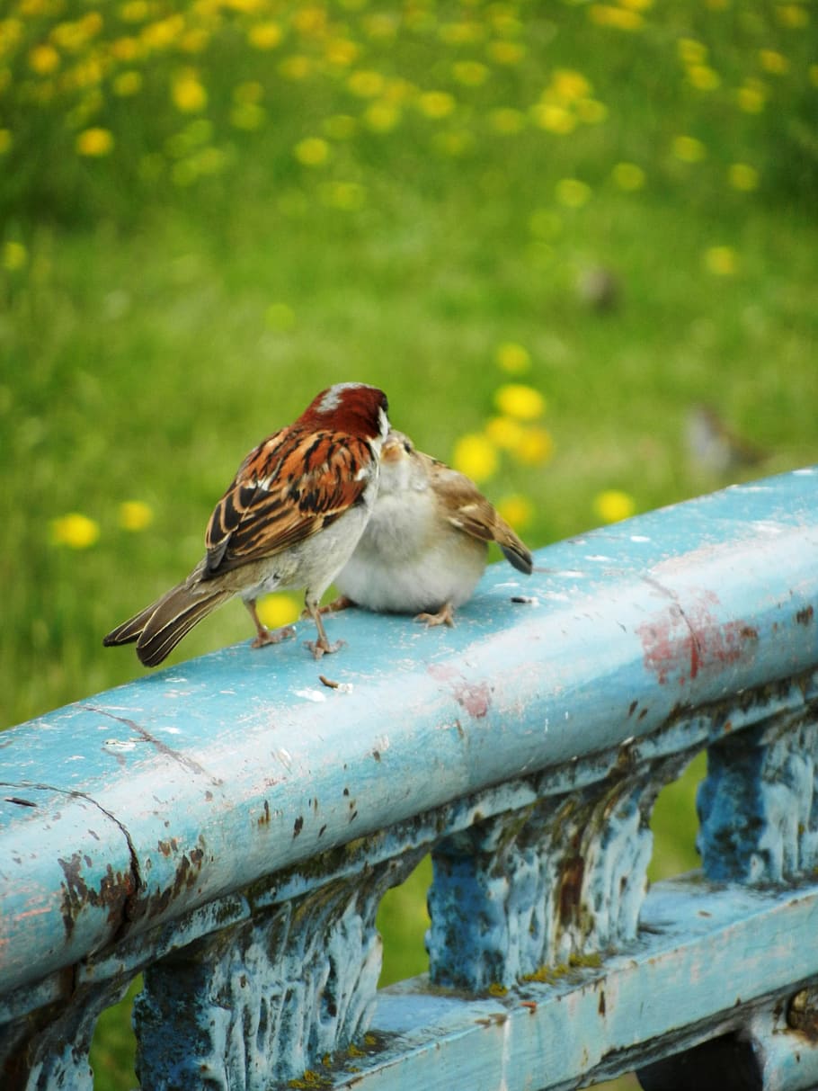 Bird, Pen, Beak, Animals, Nature, birds, fauna, wild birds HD wallpaper