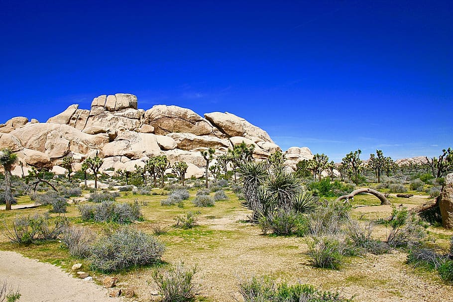 beige boulder near trees under blue sky, green leafed plant, desert HD wallpaper