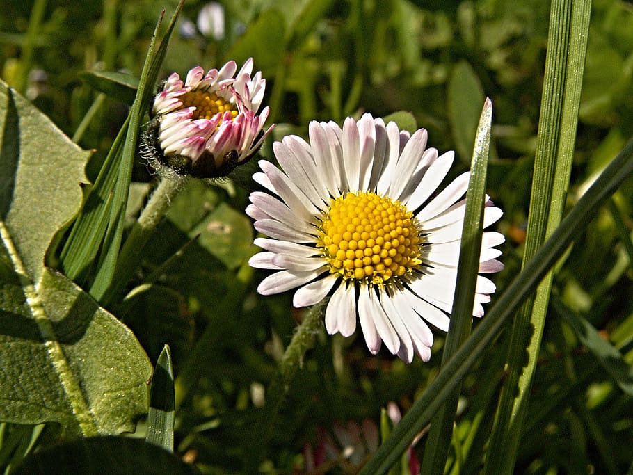 daisy, flower, macro, blade, daisies, green, spring, flowering plant HD wallpaper