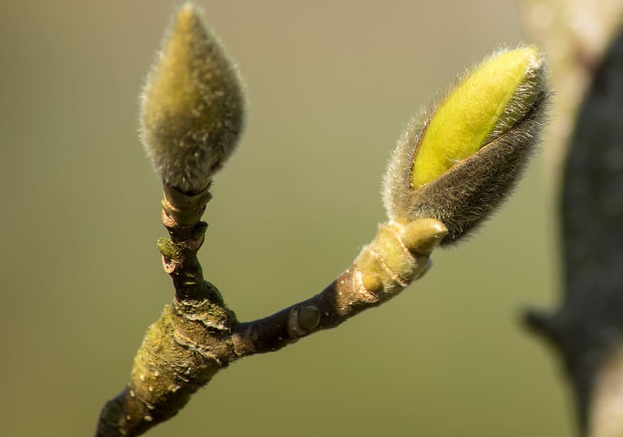 nature, tree, plant, blossom, bloom, bud, close-up, growth HD wallpaper