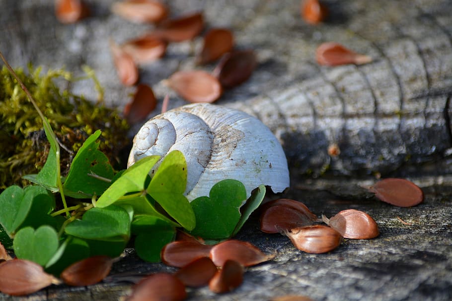 Shell, Shamrocks, Wood, Nature, leaf, autumn, close-up, season HD wallpaper