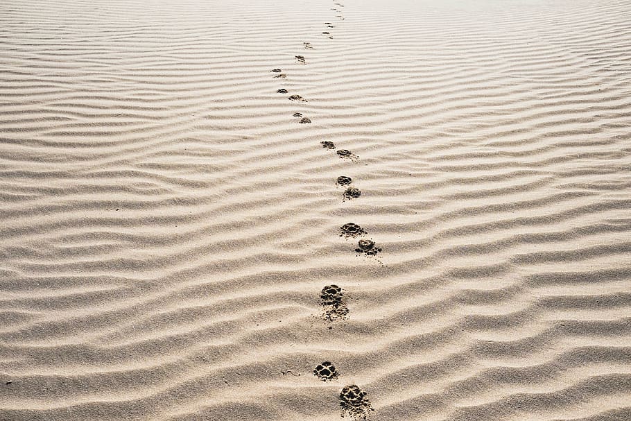 animal foot prints on desert dunes, sand, footprints, beach HD wallpaper