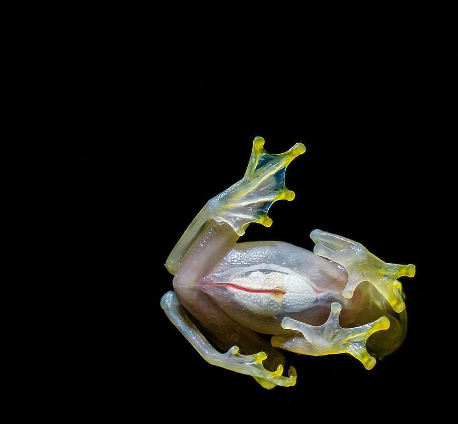 Crystal Frog, green and brown toad with black background, web HD wallpaper