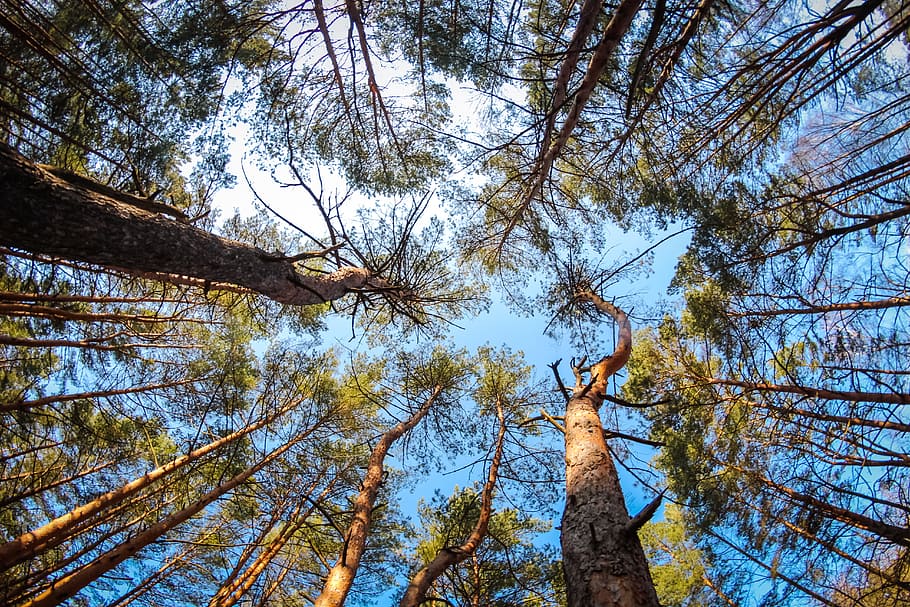 low angel view of tall tree, pine, forest, coniferous, summer HD wallpaper