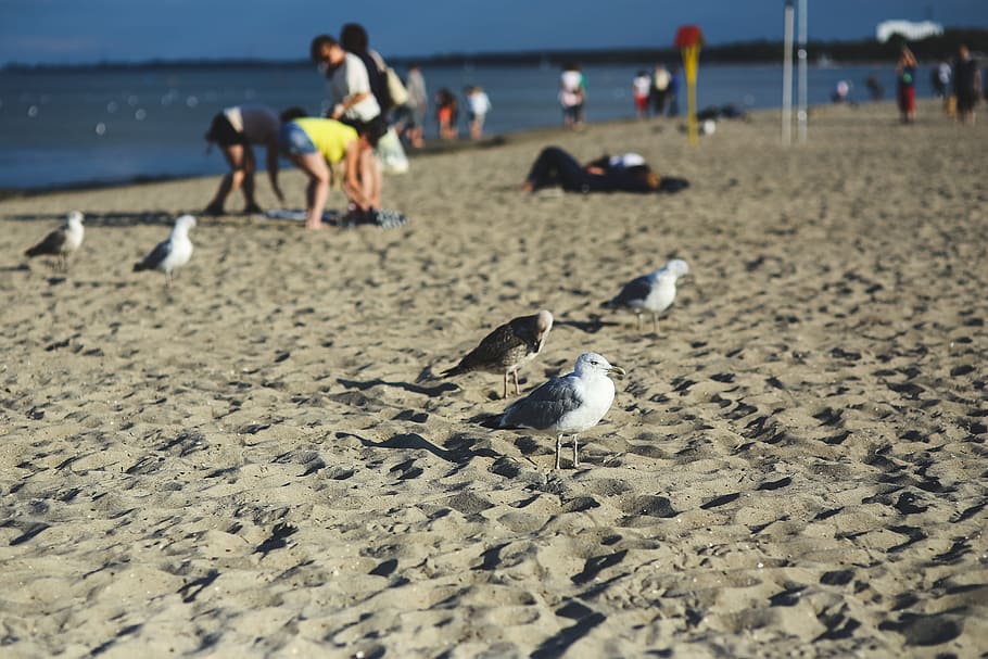 Seagulls on the beach, action, bird, birds, bokeh, leisure, ocean HD wallpaper