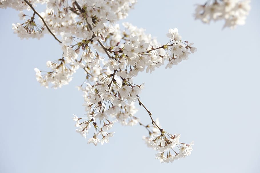 close-up photo of white cherry blossoms, flowers, spring, nature HD wallpaper
