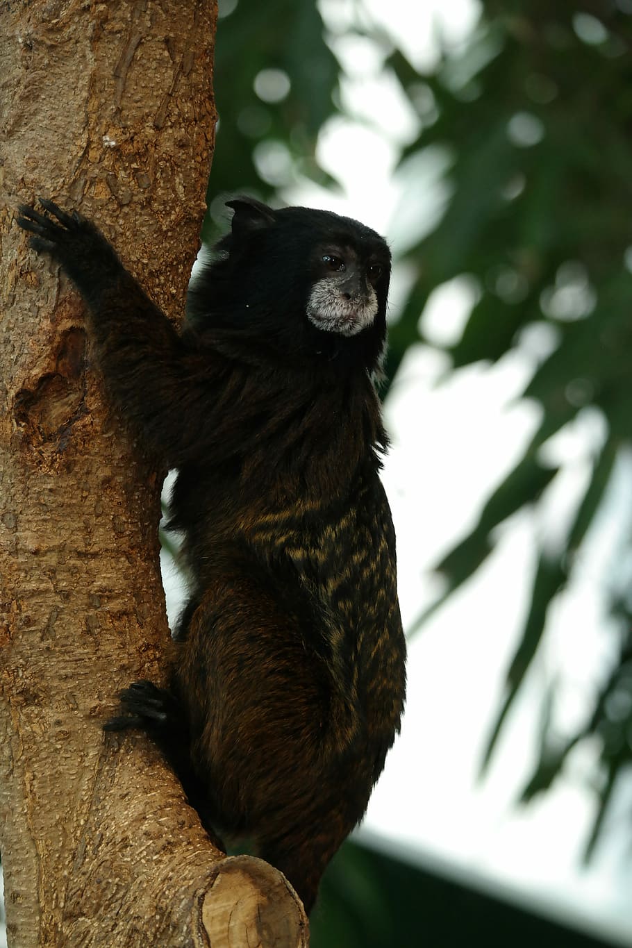 monkey, animal, mammal, primate, house of the sea, vienna, one animal HD wallpaper
