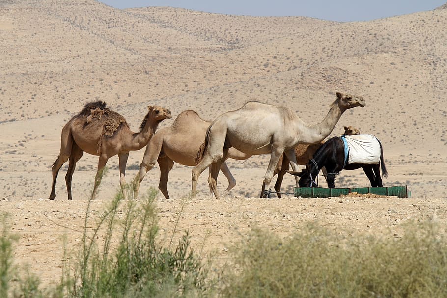 Camel, Desert, Dune, Sun, Natural, humps, animal, travel Locations HD wallpaper