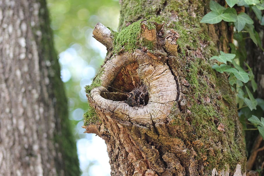 Forest, Tree, Wood, Nature, Logs, Leaves, one animal, tree trunk HD wallpaper