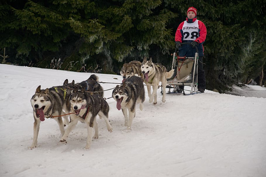Snow, Races, Sled, Dog, Dog, Sleigh, Mushing, the ore mountains HD wallpaper