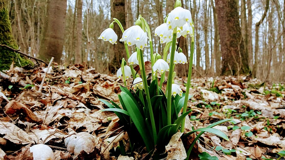 Spring, Snowflake, Flowers, Nature, plants, spring snowflake HD wallpaper