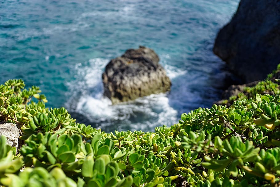 coastal, vegetation, succulent, ocean, sea, shore, rock, island, HD wallpaper