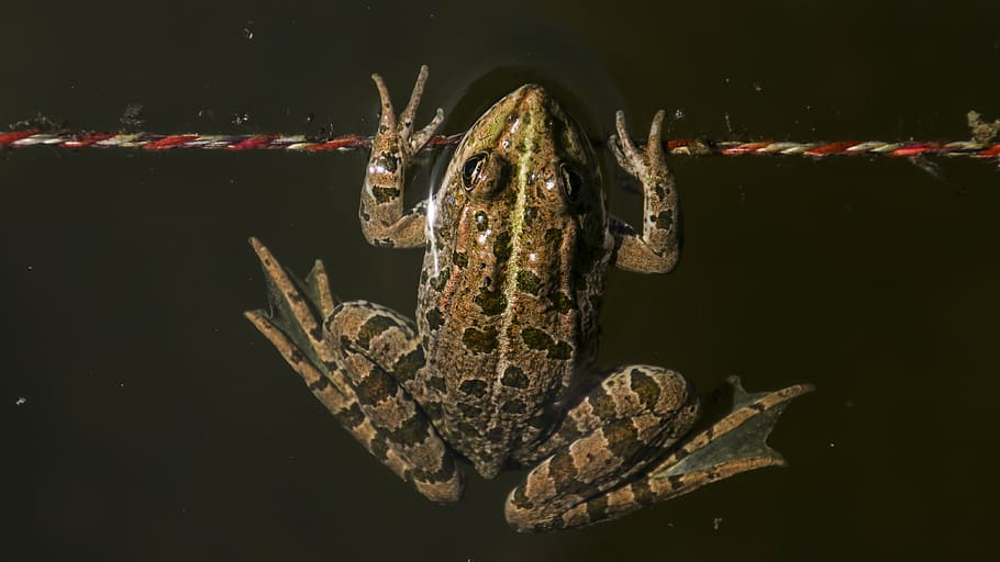 frog, animal, toads, nature, water, aquatic animal, amphibian HD wallpaper
