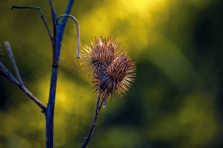 Nature, Spring, Closeup, Plant, plants, flower, close-up, summer HD wallpaper