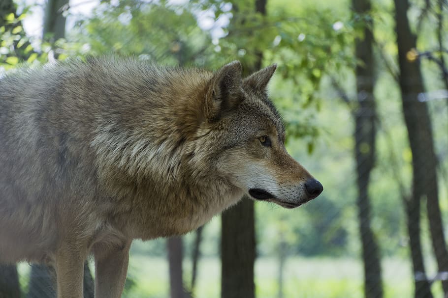 white and tan fox on green grass, beast, wolf, predator, animal HD wallpaper