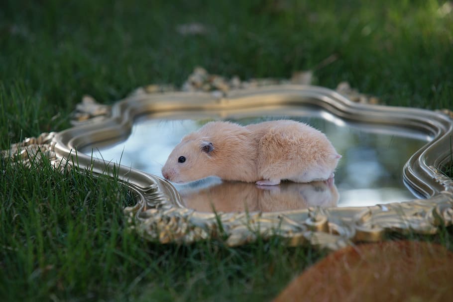 Hamster, Pet, Gold, Mirror, Fantasy, grass, water, animal themes HD wallpaper