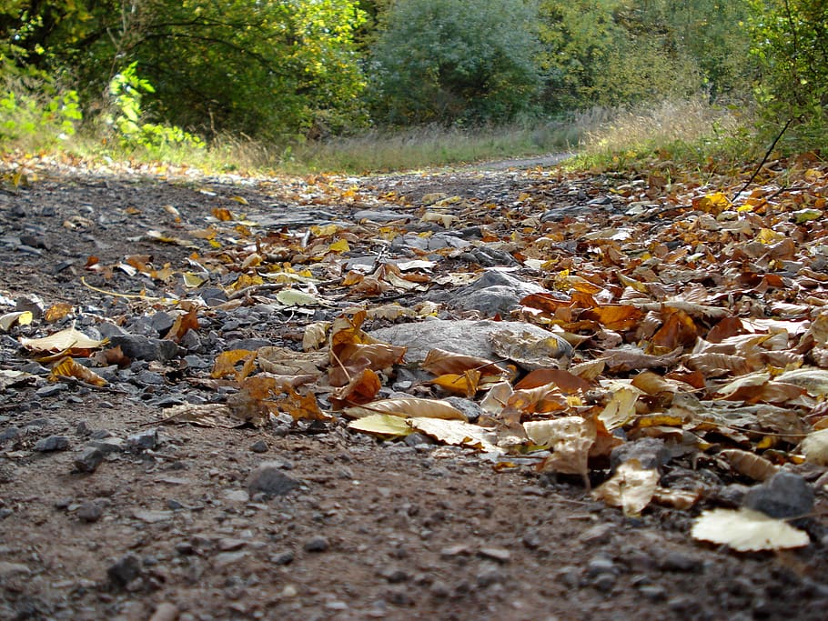 nature, autumn, leaf, environment, tree, forest, away, land HD wallpaper