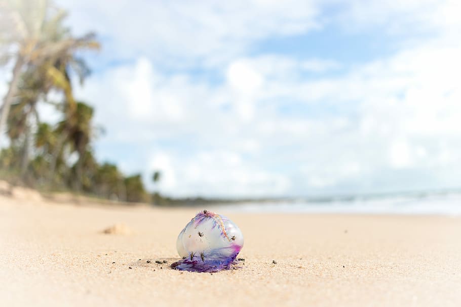Medusa en Brasil, ocean wave and purple toy, beach, sand, tree HD wallpaper