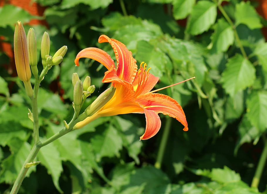 lily, lily garden, flower, spring, ornamental plants, lily's flourishing HD wallpaper