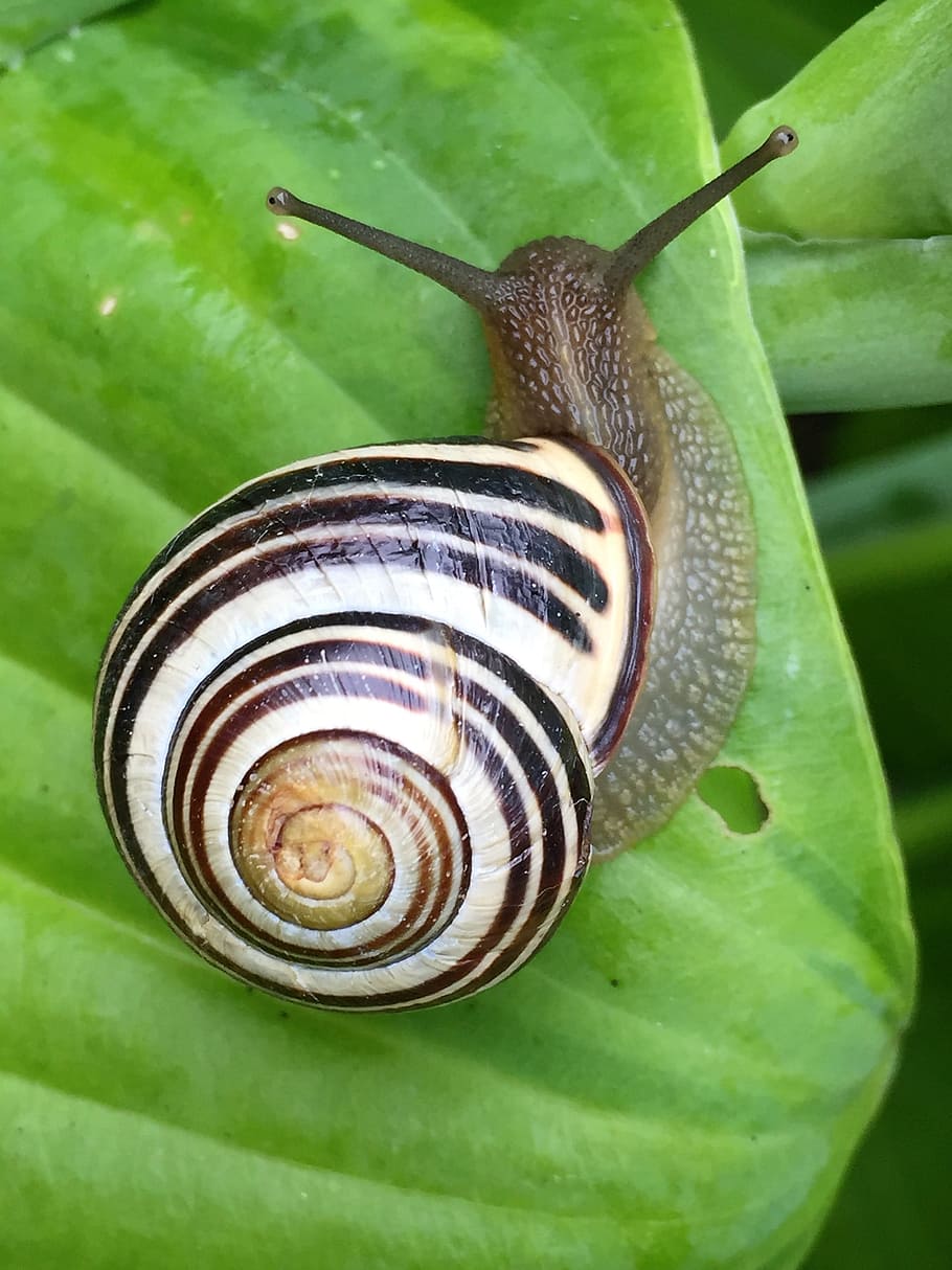 brown snail, animal, shell, slowly, nature, animal wildlife HD wallpaper