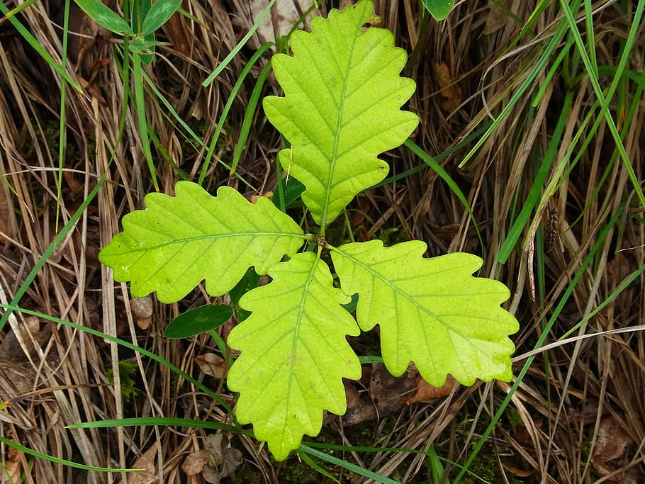 green leafed plant, Spring, Leaves, Forest, Oak, Oak, Tree HD wallpaper