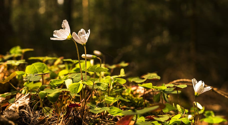 spring, beautiful, farbenpracht, klee, forest, bokeh, back light HD wallpaper