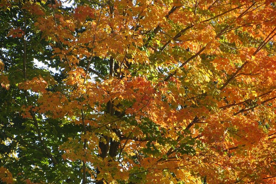 fall, leaves, orange, nature, autumn leaves, autumn landscape HD wallpaper