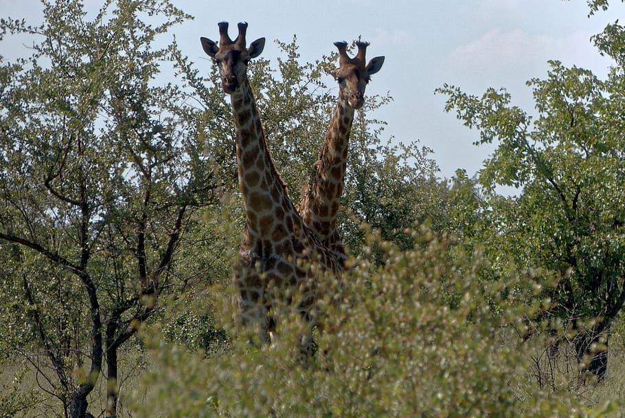 africa, kruger, giraffe, mammal, tree, animal, animal wildlife HD wallpaper