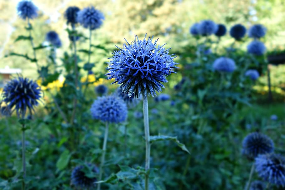 flower, blue, blossom, summer, flowering plant, freshness, vulnerability HD wallpaper