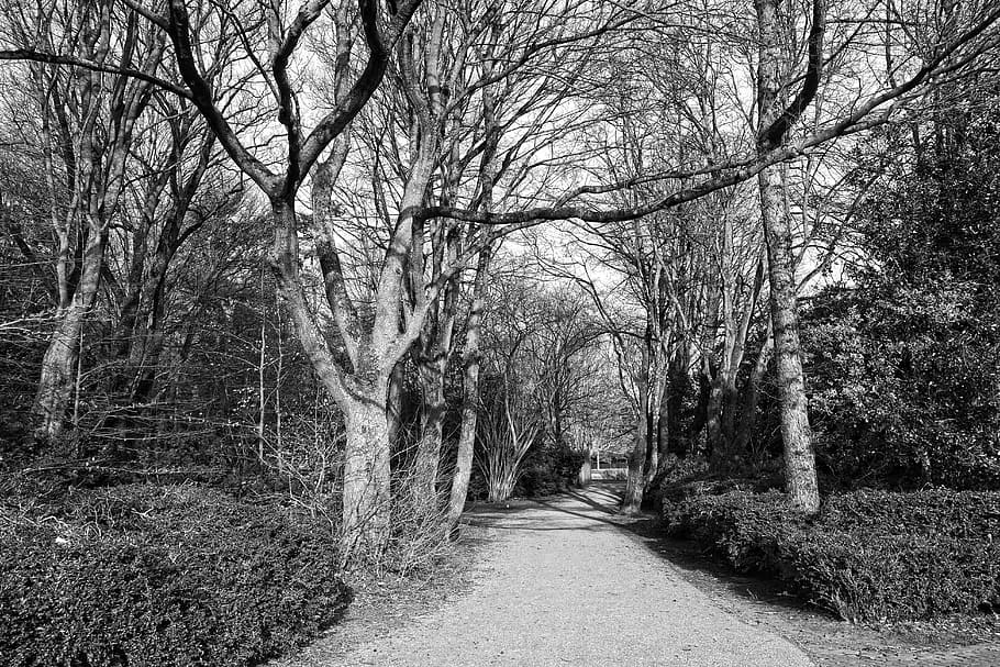 path, footpath, tree, shrub, park, landscape, winter, winter trees HD wallpaper