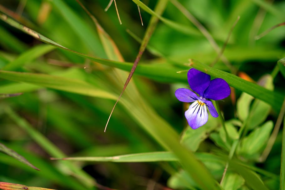 flower, violet, macro, flowers, plant, nature, purple, the petals HD wallpaper