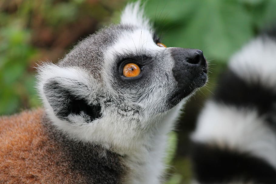 white and black lemur, maki, lemure, primate, watch, eyes, curious