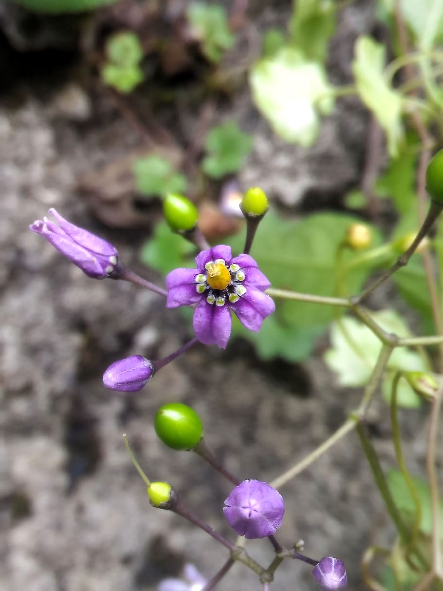 Violet wildlife. Орхидея Полевая Дикая фиолетовая. Фиолетовые Дикие цветы Владивосток.