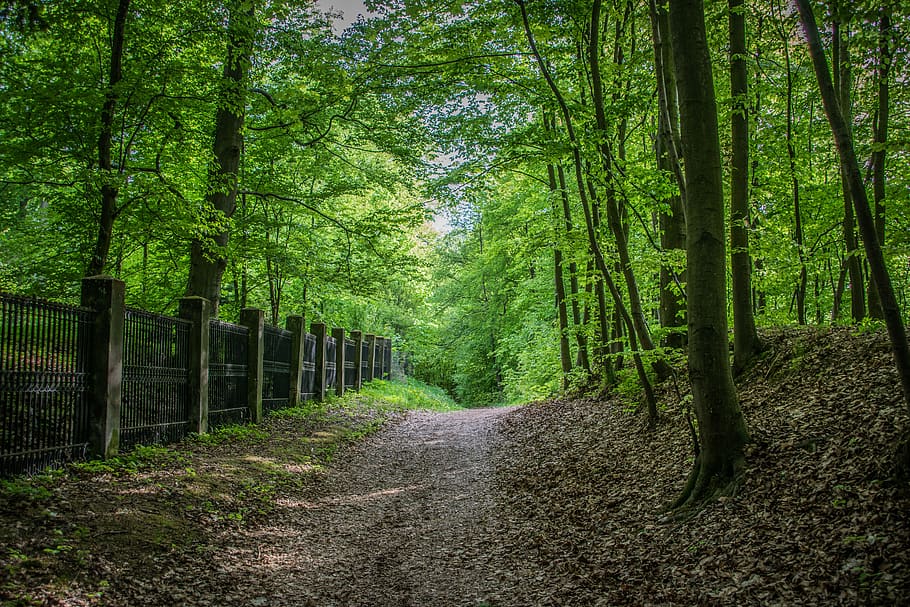 path, park, trees, forest, plant, land, direction, the way forward HD wallpaper