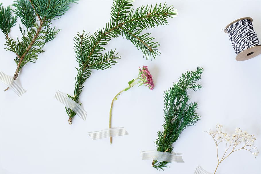 five plants near spool, red cluster flower and green pine tree branches HD wallpaper