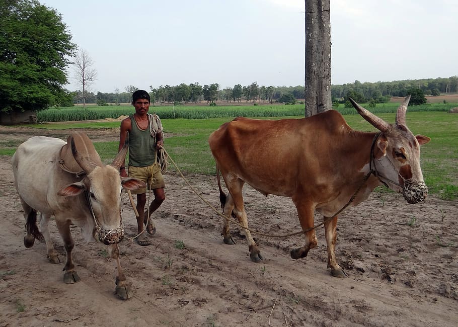 oxen, unyoked, gagged, farmer, countryside, karnataka, india, HD wallpaper