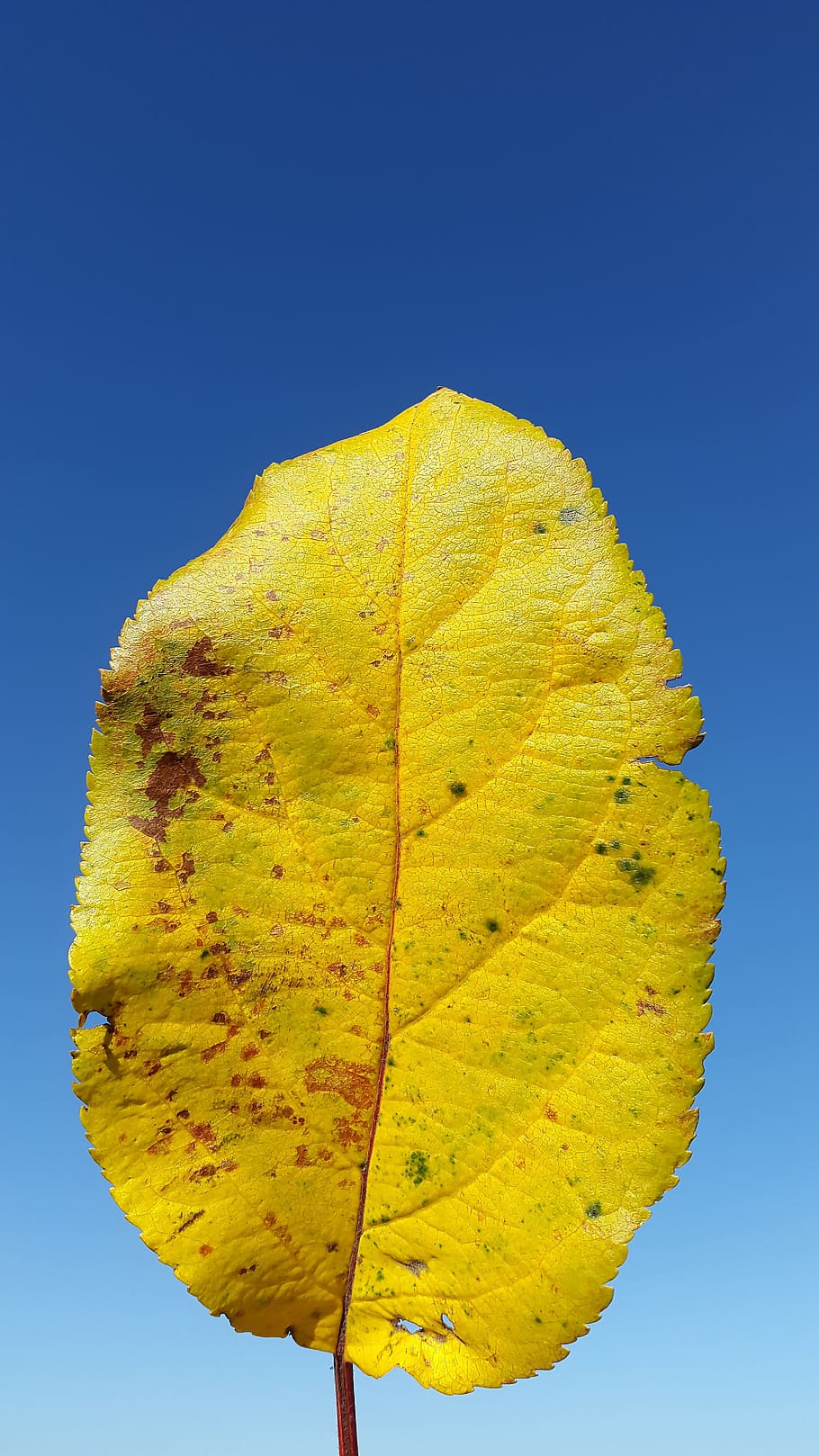 Leaf, Yellow, Summer, Sun, deciduous tree, grow, leaves, environment HD wallpaper