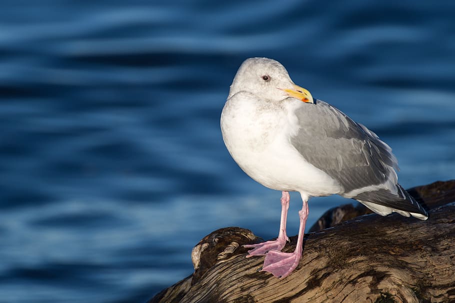 seagull, beach, water, blue, white, animal wildlife, animal themes HD wallpaper