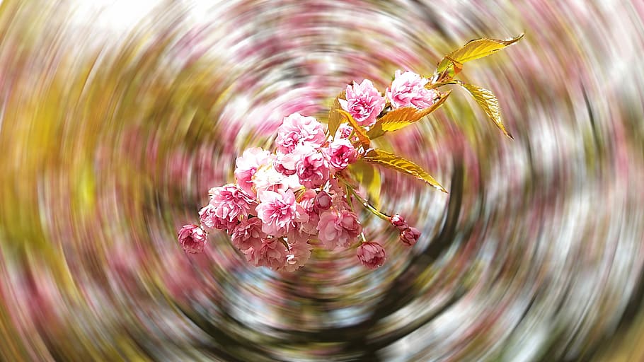 nature, flower, alive, cherry, spring, plant, beautiful, energy HD wallpaper