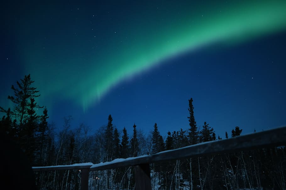 aurora, canada, yellowknife, space, astronomy, night, tree HD wallpaper