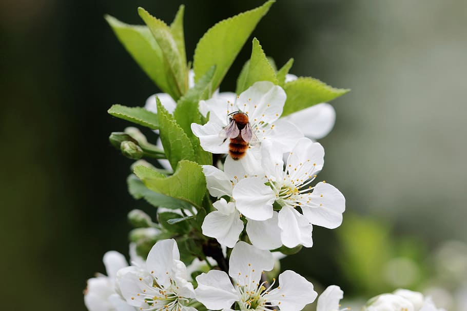 cherry, flowers, blooming, bee, insect, pollination, closeup HD wallpaper