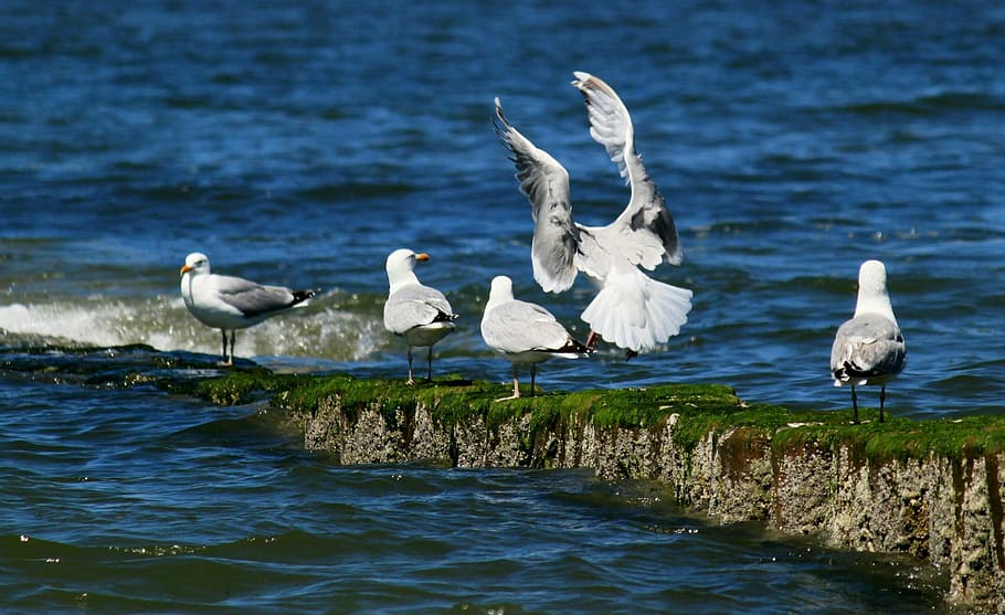 Gulls, Bird, Coast, Animal, birds, critters animals, fly, landing