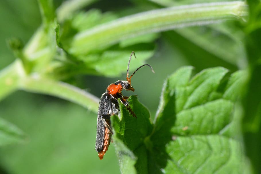 soldier beetle, red beetle, invertebrate, insect, animal wildlife HD wallpaper