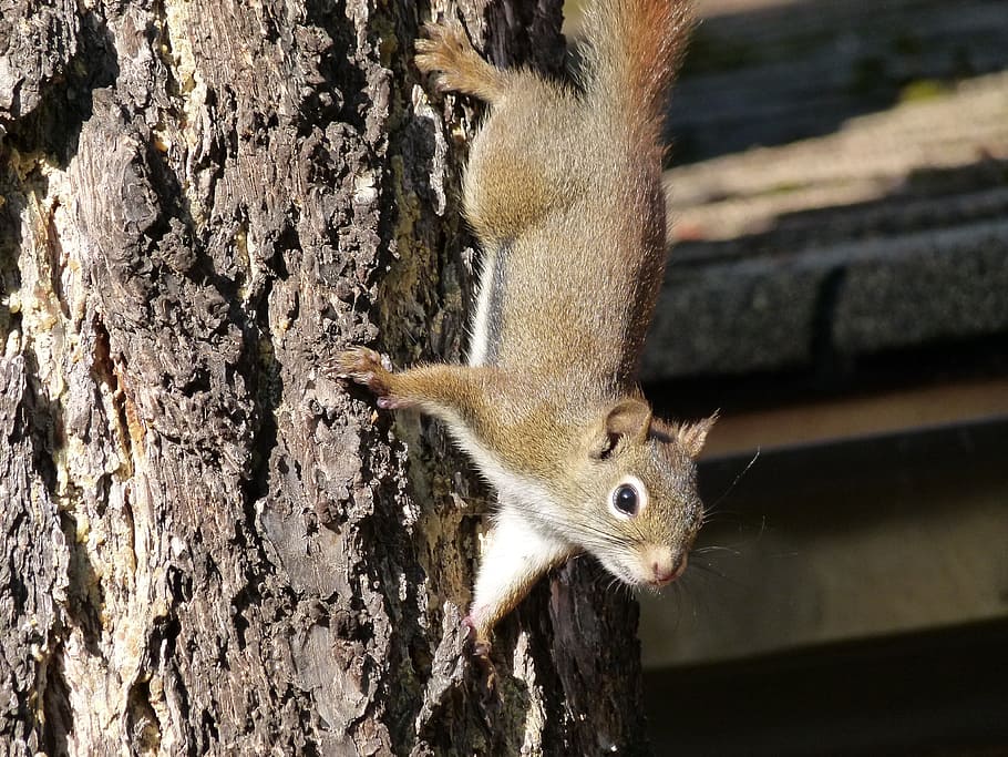 Squirrel, Tree, Rodent, Mammal, ciimbing, animal, climb, wild HD wallpaper